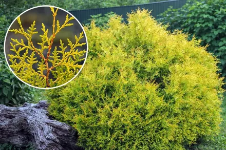 Rheingold Thuja occidentalis / Туя західна Рейнголд