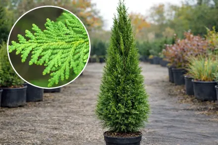 Smaragd Thuja occidentalis / Туя західна Смарагд