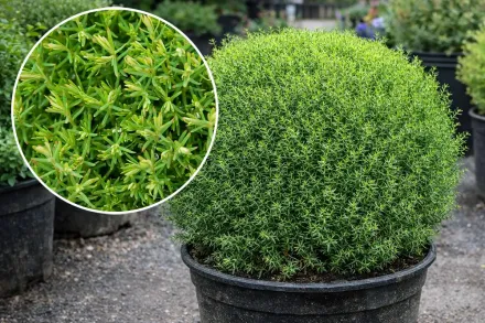 Тедді Туя західна / Thuja occidentalis Teddy