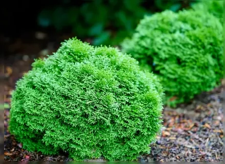 Тейтер Тот Туя західна / Thuja occidentalis Tater Tot