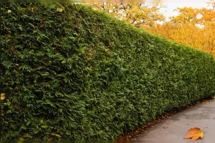 Техні Туя західна / Thuja occidentalis Techny