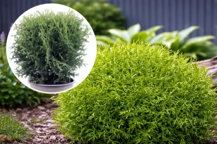 Тіні Тім Туя західна / Thuja occidentalis Tiny Tim