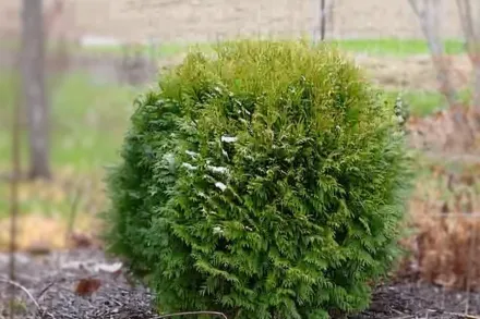 Woodwardii Thuja occidentalis / Туя західна Вудвардії