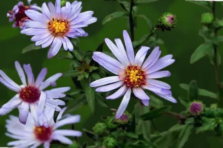 Тихоокеанська айстра / Symphyotrichum chilense