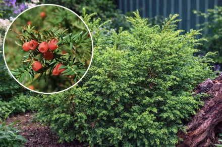 Тис канадський / Taxus canadensis