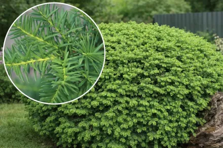 Тис середній Денсіформіс / Taxus × media Densiformis