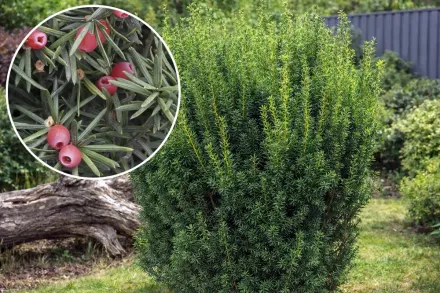 Хіксі Тис середній / Taxus × media Hicksii