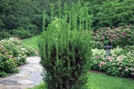 Тис середній Хіллі / Taxus media Hillii