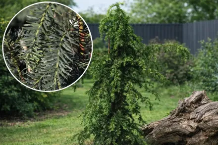 Тис ягідний Довастоніана / Taxus baccata Dovastoniana