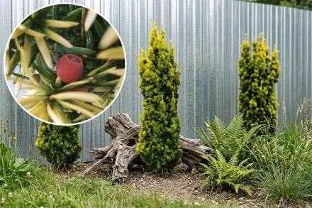 Фастігіата Ауреа Тис ягідний / Taxus baccata Fastigiata Aurea