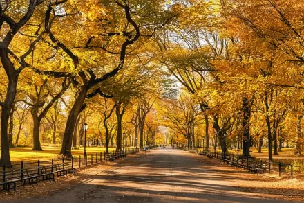 Ульмус американа / Ulmus americana