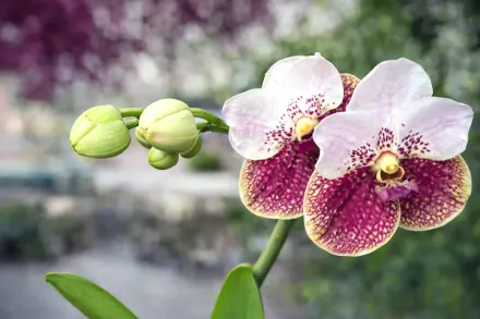 Ванда Сандера / Vanda sanderiana