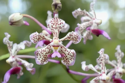 Ванда триколор / Vanda tricolor