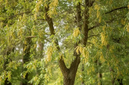 Tristis Salix alba / Верба біла Трістіс