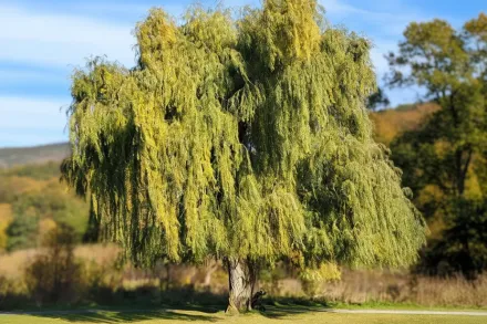 Salix nigra / Верба чорна
