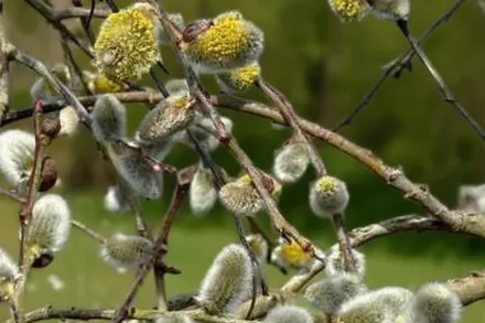 Salix caprea / Верба козяча
