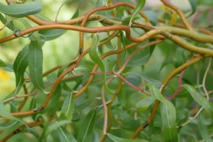 Tortuosa Salix babylonica / Верба Матсудана Тортуоза