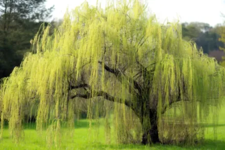 Salix babylonica / Верба вавилонська