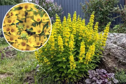 Вербозілля крапчасте / Lysimachia punctata