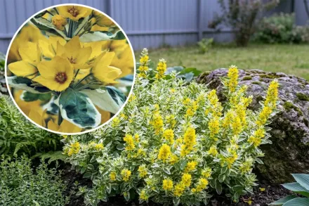 Вербозілля крапчате Александер / Lysimachia punctata Alexander