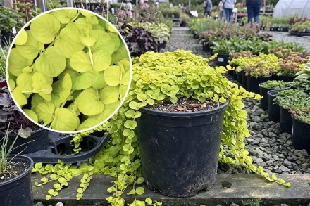 Вербозілля лучне Ауреа / Lysimachia nummularia Aurea