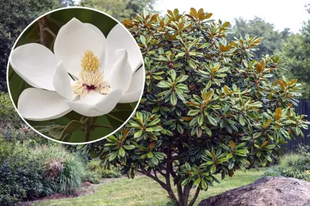 Magnolia grandiflora / Вічнозелена магнолія
