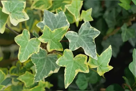 Голдчайлд Вічнозелений плющ / Hedera helix Goldchild