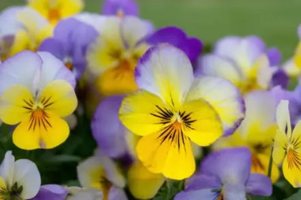 Віола Сорбет Лемон Блюберрі Свірл / Viola Sorbet Lemon Blueberry Swirl