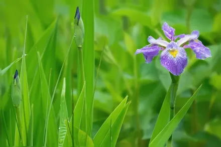 Вірджинський ірис  / Iris virginica