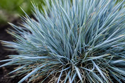 Вівсянниця сиза / Festuca glauca