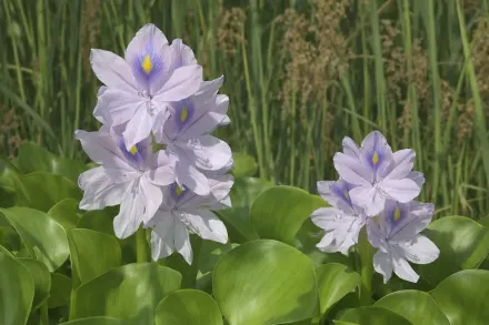 Водний гіацинт / Eichhоrnia crassipes