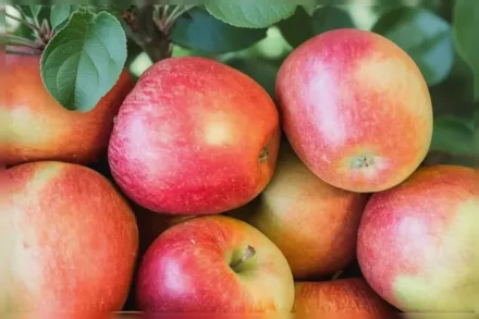 Брейберн Яблуня домашня / Malus domestica Braeburn