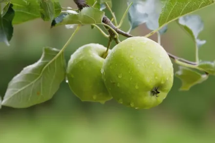 Гренні Сміт Яблуня домашня / Malus domestica Granny Smith