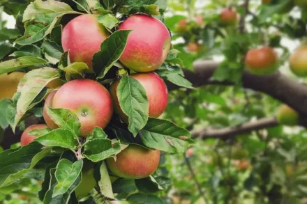 Хонікрісп Яблуня домашня / Malus domestica Honeycrisp