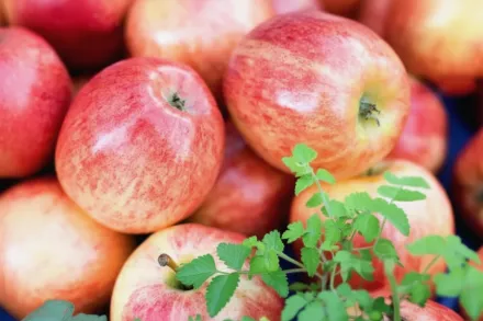 Пінк Леді Яблуня домашня / Malus domestica Pink Lady