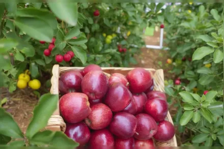 Red Delicious Malus domestica / Яблуня домашня Ред Делішес