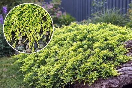 Ялівець горизонтальний Голден Карпет / Juniperus horizontalis Golden Carpet