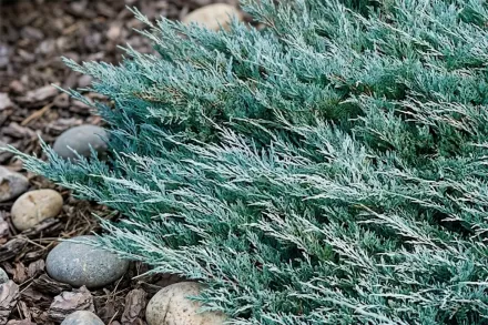 Ялівець горизонтальний Хюз / Juniperus horizontalis Hughes