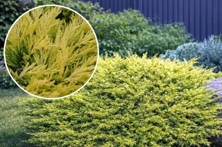 Ялівець горизонтальний Лаймглоу / Juniperus horizontalis Limeglow