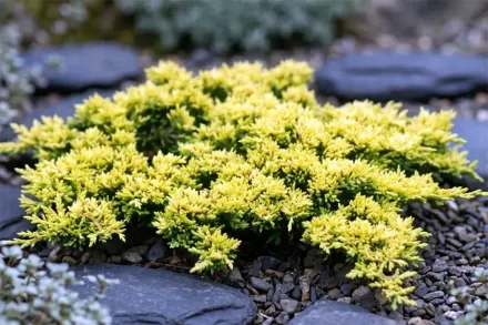 Ялівець горизонтальний Мазер Лод / Juniperus horizontalis Mother Lode