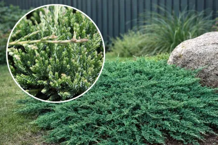 Ялівець горизонтальний Прінс оф Вейлс / Juniperus horizontalis Prince of Wales