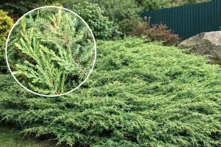 Ялівець Грін Карпет / Juniperus communis Green Carpet