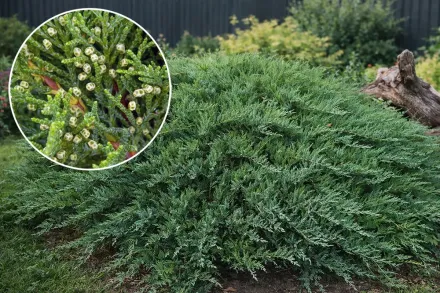 Ялівець козацький Тамарисцифолія / Juniperus sabina Tamariscifolia