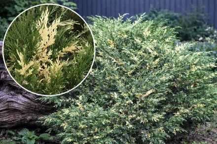 Ялівець козацький Варієгата / Juniperus sabina Variegata