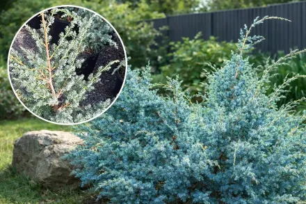 Ялівець китайський Блю Альпс / Juniperus chinensis Blue Alps