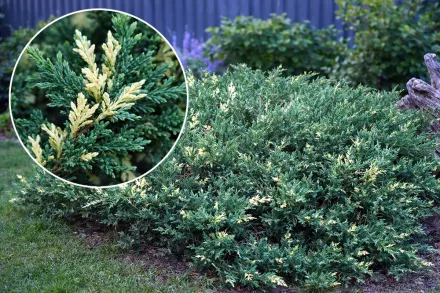 Ялівець китайський Експанса Варієгата / Juniperus chinensis Expansa Variegata