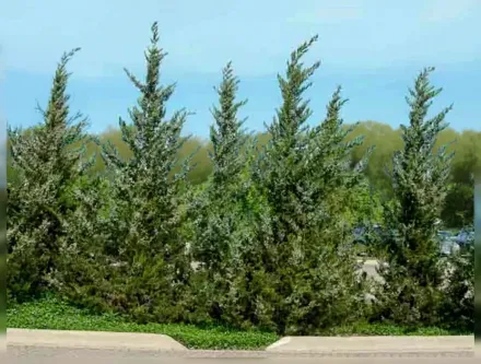 Ялівець китайський Феєрв’ю / Juniperus chinensis Fairview