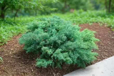 Ялівець китайський Монтана / Juniperus chinensis Montana Moss