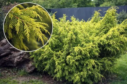 Ялівець китайський Плюмоза Ауреа / Juniperus chinensis Plumosa Aurea