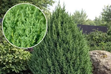 Ялівець китайський Стрікта / Juniperus chinensis Stricta